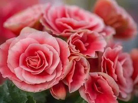 5 loại cây đặt trong nhà ngày Tết sạch không khí, đón tài lộc, tăng tuổi thọ