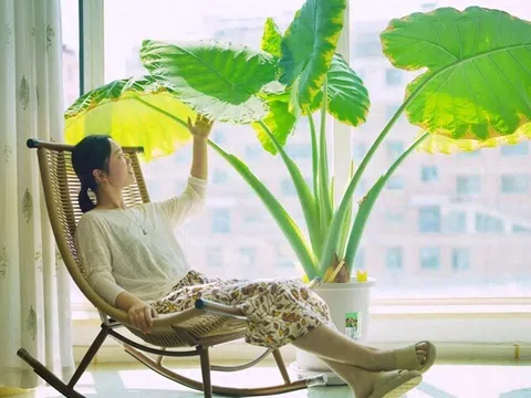 Cây trong phòng khách không phải nhiều là tốt: 3 loại nên trồng - 2 loại người xưa tránh xa