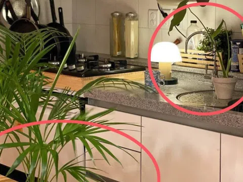 Nhiều người đặt cây này cạnh bếp cho đẹp mà không biết đang vô tình làm thất thoát tiền bạc mỗi tháng