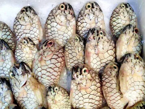 Loài cá tên giống một loại trái cây, được "săn lùng" vì thịt thơm ngon, giá 500.000 đồng/kg