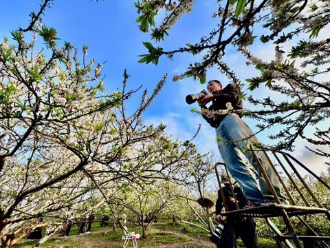 Kiếm bộn tiền nhờ dịch vụ "sống ảo" ăn theo mùa hoa Mộc Châu