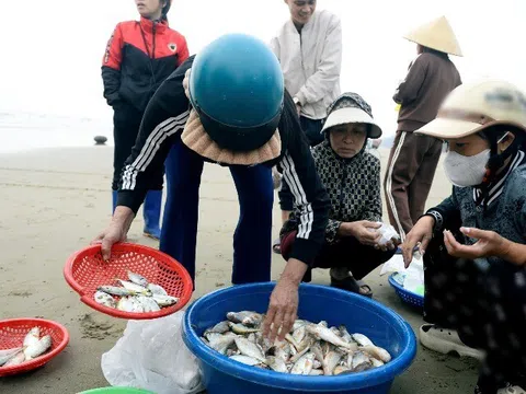 Loài cá thân mềm giá tới 1 triệu đồng/kg "cháy hàng"