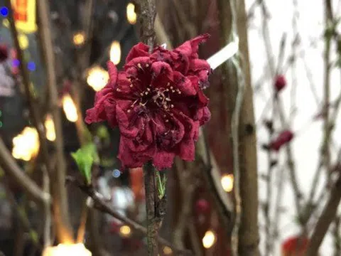 Qua mùng 8 Tết: Tiễn ngay 3 thứ này khỏi nhà kẻo xui cả năm, tiền làm bao nhiêu cũng hết sạch