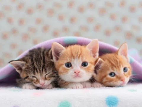 5 thú cưng mang lại hạnh phúc cho người cao tuổi, có loài giúp giảm nguy cơ mất trí nhớ