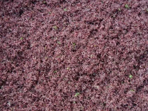 "Lộc trời" mọc trên đá có tên rất lạ, xưa không ai ngó ngàng nay thành đặc sản nổi tiếng, dân thành phố săn lùng