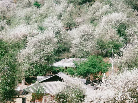 Thiên đường hoa sơn tra giữa đại ngàn Tây Bắc vào mùa đẹp nhất năm