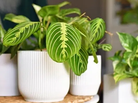 9 loại cây trồng trong nhà được ưa chuộng nhất năm 2026