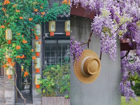 Đừng dại trồng 8 loại cây này trong nhà và sân vườn: Đẹp trước mắt, “đau ví” về sau