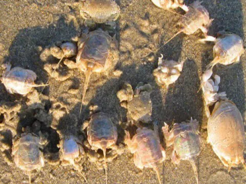 Đặc sản chỉ có ở Quảng Ngãi, xưa không ai ăn nay nổi tiếng khắp nơi, có tiền cũng khó mua được, giá 250.000 đồng/kg