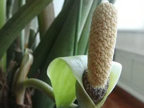 3 cây nở hoa là phúc lộc song hành, vận đỏ ghé thăm: Chúc mừng nhà nào sở hữu