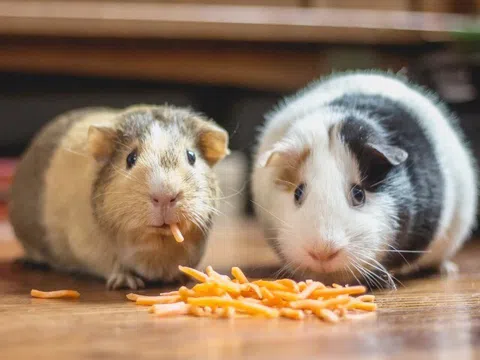 8 thú cưng mini siêu dễ thương thích hợp nuôi trong phòng nhỏ, con nào cũng độc lạ nhìn là thích mê