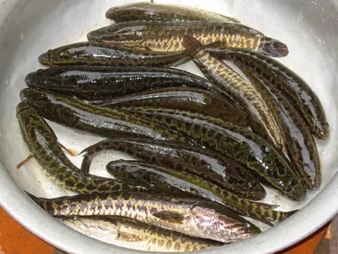 Loại cá xưa đầy nhưng ai cũng chê không ăn, giờ thành đặc sản không phải muốn mua là có, giá bán 170.000 đ/kg