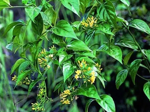 Loại lá xưa không ai dám ăn, nay thành món đặc sản nổi tiếng ở Lai Châu, du khách thích mê vì hương vị lạ lẫm