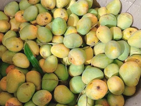 Loại quả "lạ mà quen", xưa không ai biết đến nay thành đặc sản nhờ hương vị đặc biệt, dân thành phố thích mê