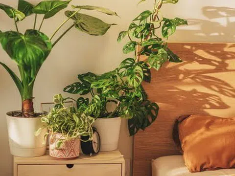 3 loại cây cảnh tuyệt đẹp cần có trong nhà để ngủ ngon, sung sức