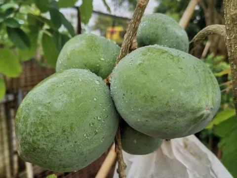 Loại quả xưa không ai biết, nay thành đặc sản nổi tiếng có hương vị lạ lẫm, giá đắt đỏ mà vẫn cháy hàng