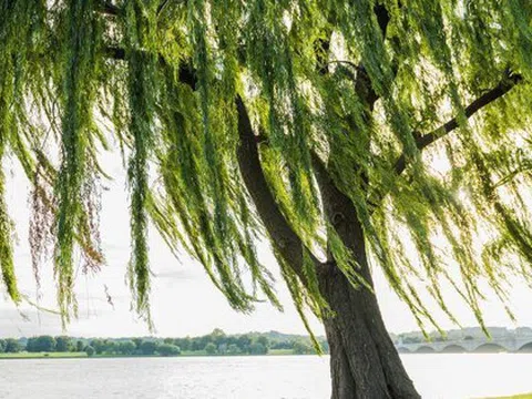 3 loại cây không nên trồng trước cổng nhà