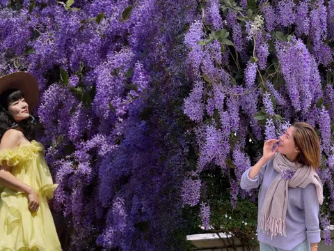 Không phải hoa sưa, cũng chẳng phải hoa ban trắng, tọa độ check in hoa mai xanh Thái đang được dân tình mê đắm