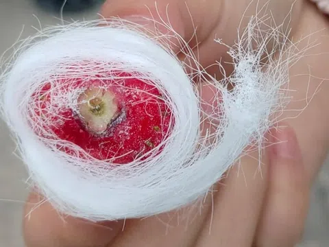 Ở vùng này có món kẹo tơ sen lạ lùng: Hóa ra lại là thức quà tuổi thơ lớn cùng bao người dân Việt!