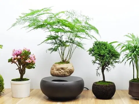 12 con giáp trồng cây gì trong tháng 3 để kích hoạt tài vận?