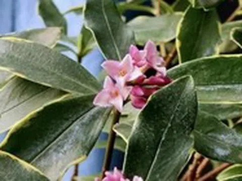 3 loài hoa dễ trồng, chạm đất là sống: Vài năm sau thân còn hóa gỗ, dáng đẹp như bonsai tiền triệu