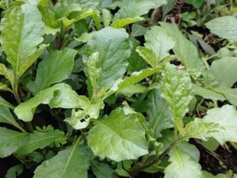 Cây dại mọc đầy bờ mương “lên đời” thành đặc sản, được ưa chuộng vì hương vị lạ, nấu món nào cũng ngon