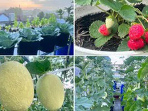 Mẹ đảm Đồng Nai biến sân thượng 90m2 thành "siêu thị" tại gia, nuôi gà tầng hầm, thu hoạch rau quả mỏi tay