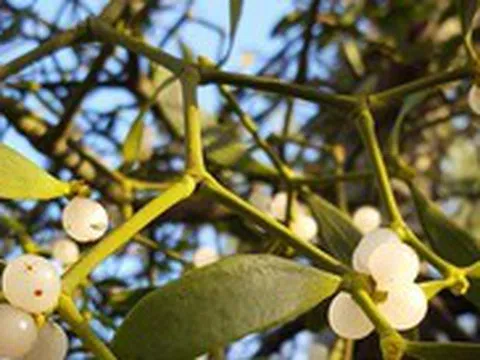 5 loại cây mang lại vận rủi, không nên trồng trong nhà