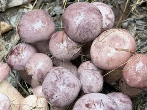 Sản vật trời ban, đổi màu thần tốc, có tiền cũng khó mua ở Phú Quốc