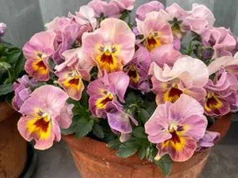 5 loài hoa nở 200 ngày mỗi năm, không biết mệt là gì: Đẹp hơn hoa hồng, thơm hơn mộc hương, chăm cực dễ