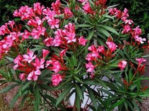 Ông bà dặn: Tuy rất đẹp nhưng đừng dại mà trồng 3 loài cây này trong nhà, vừa xui rủi, vừa ảnh hưởng sức khỏe