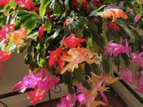 5 loài cây sống lâu hơn cả người, càng già càng lộ ra sự quý giá, bảo vệ gia đình, giữ lộc 3 đời con cháu