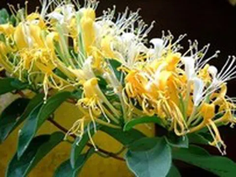 Loài cây trồng phòng khách xanh mướt quanh năm, hễ nở hoa còn là "điềm lành hiếm gặp", tài lộc đỉnh cao