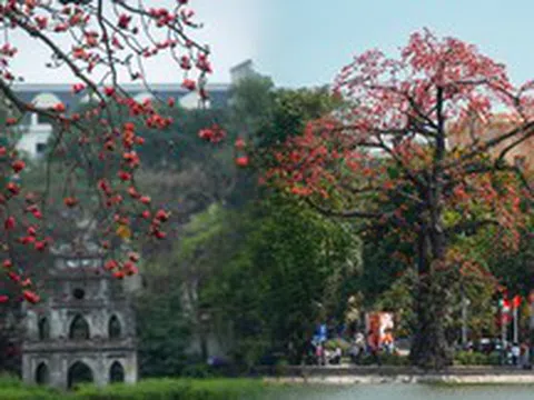 Ngắm "cụ gạo" trăm tuổi rực rỡ góc trời Hà Nội: Ký ức tuổi thơ quen thuộc của bao thế hệ mỗi độ tháng 3 về