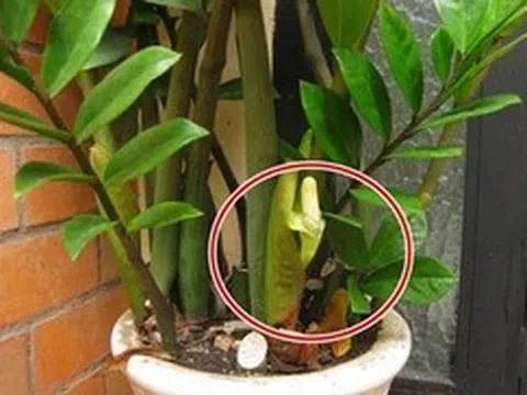 5 niềm vui, 4 nỗi lo khi trồng kim tiền trong nhà