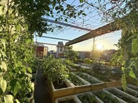 Bỏ mái tôn chống nóng để trồng rau, bà mẹ 8X biến sân thượng thành "rừng nhiệt đới" giữa lòng phố cảng