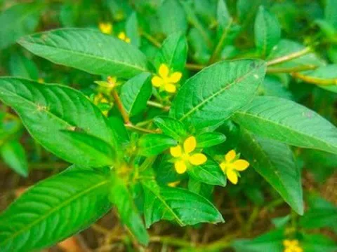 Cây dại mọc ven sông có tên lạ, xưa không ai ngó ngàng nay là đặc sản thành phố nhờ hương vị khác biệt