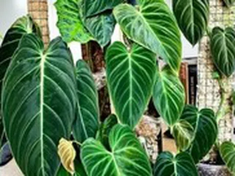 Gia đình khá giả chuộng trồng nhất 4 loài cây này: Cành khỏe, lá đẹp, dáng sang, nhìn là biết chủ nhân "có gu"