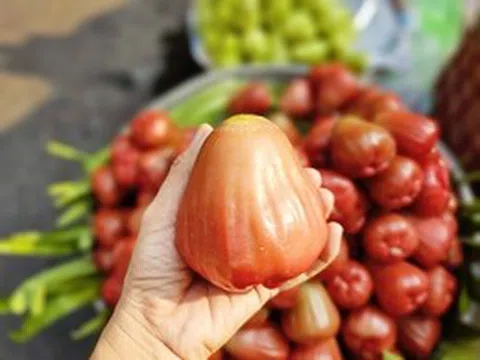 3-4 trái mận hồng giá 200.000 đồng, khách vẫn xuống tiền mua