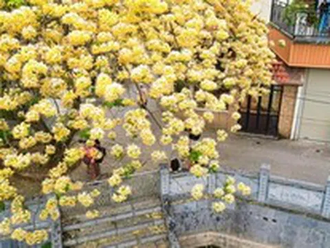 Hoa bún bung nở, phủ vàng góc trời Hà Nội