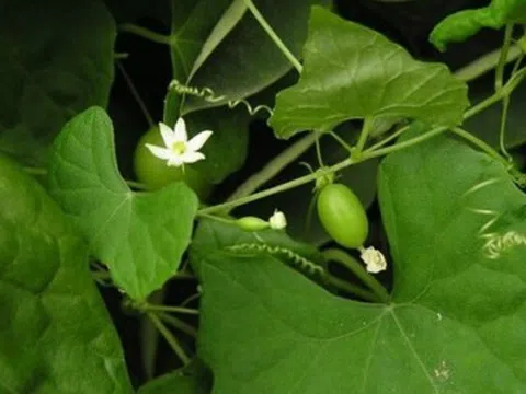 Loại quả xưa không ai ngó ngàng, nay thành đặc sản có hương vị đặc biệt, dân thành phố "săn lùng" khắp nơi