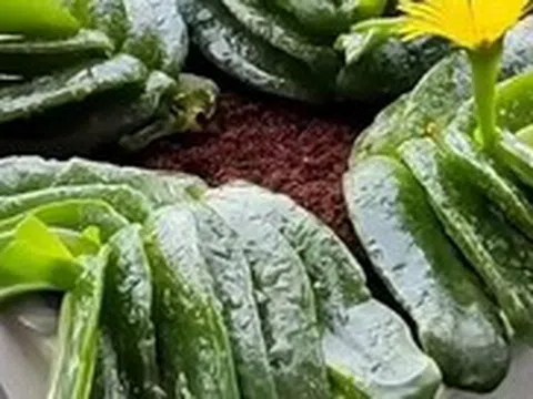 Phong thủy sư nói: 3 cây "độc đáo" nhưng nên trồng trong nhà, trấn trạch hút tài, xua đuổi tà khí