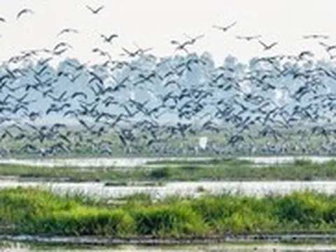 Hiện tượng lạ: Hàng ngàn chim hoang dã ùn ùn kéo về, che kín bầu trời Vườn Quốc gia sau 20 năm