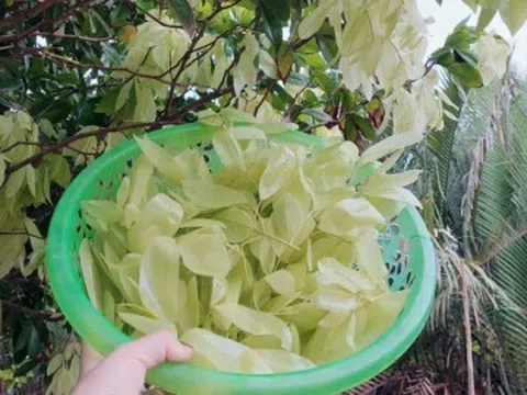 Loại cây lá rụng đầy không ai nhặt lại là đặc sản chỉ có ở miền Tây, giá 90.000 đồng/kg, người thành phố muốn mua không...
