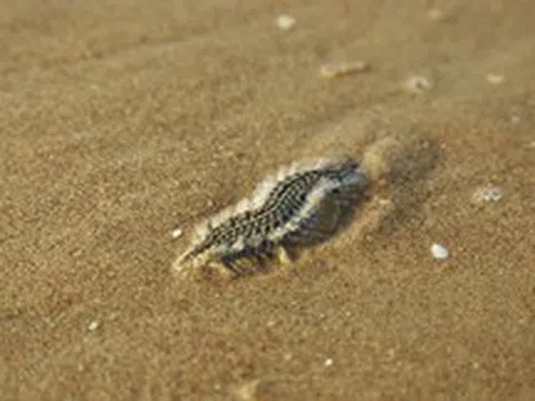 Đi biển Vũng Tàu mùa này, du khách lưu ý!