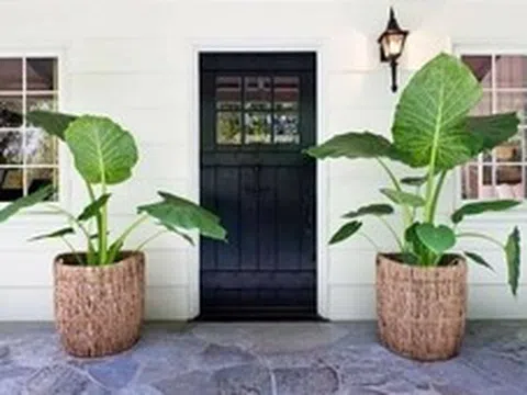 Không phải mê tín, giờ mới biết vì sao nhà giàu thường đặt 2 chậu cây ở cửa ra vào