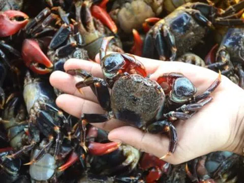 Con này trước cho không ai ăn, giờ là đặc sản được săn lùng, thịt ngon hơn cả cua ghẹ, giá 80.000 đồng/kg