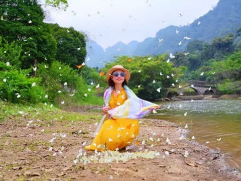 Du khách đổ xô vào rừng "săn bướm", check-in cùng cây ráy "khổng lồ" ở Ninh Bình