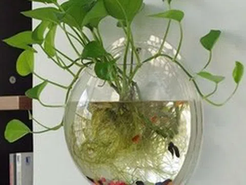 Lời khuyên đến những gia đình đang trồng trầu bà