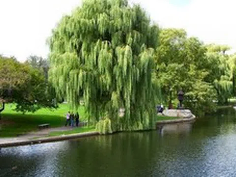 8 loại cây không nên trồng trước nhà, tránh rước xui xẻo, mất lộc